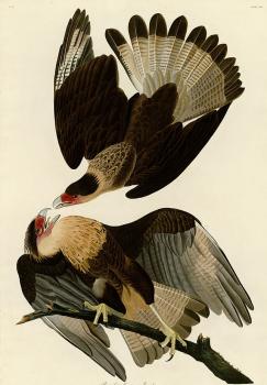 Brasilian caracara eagle